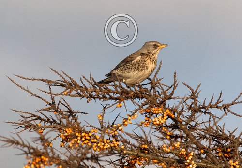 Fieldfare in Sea Buckthorn 3 DM0165